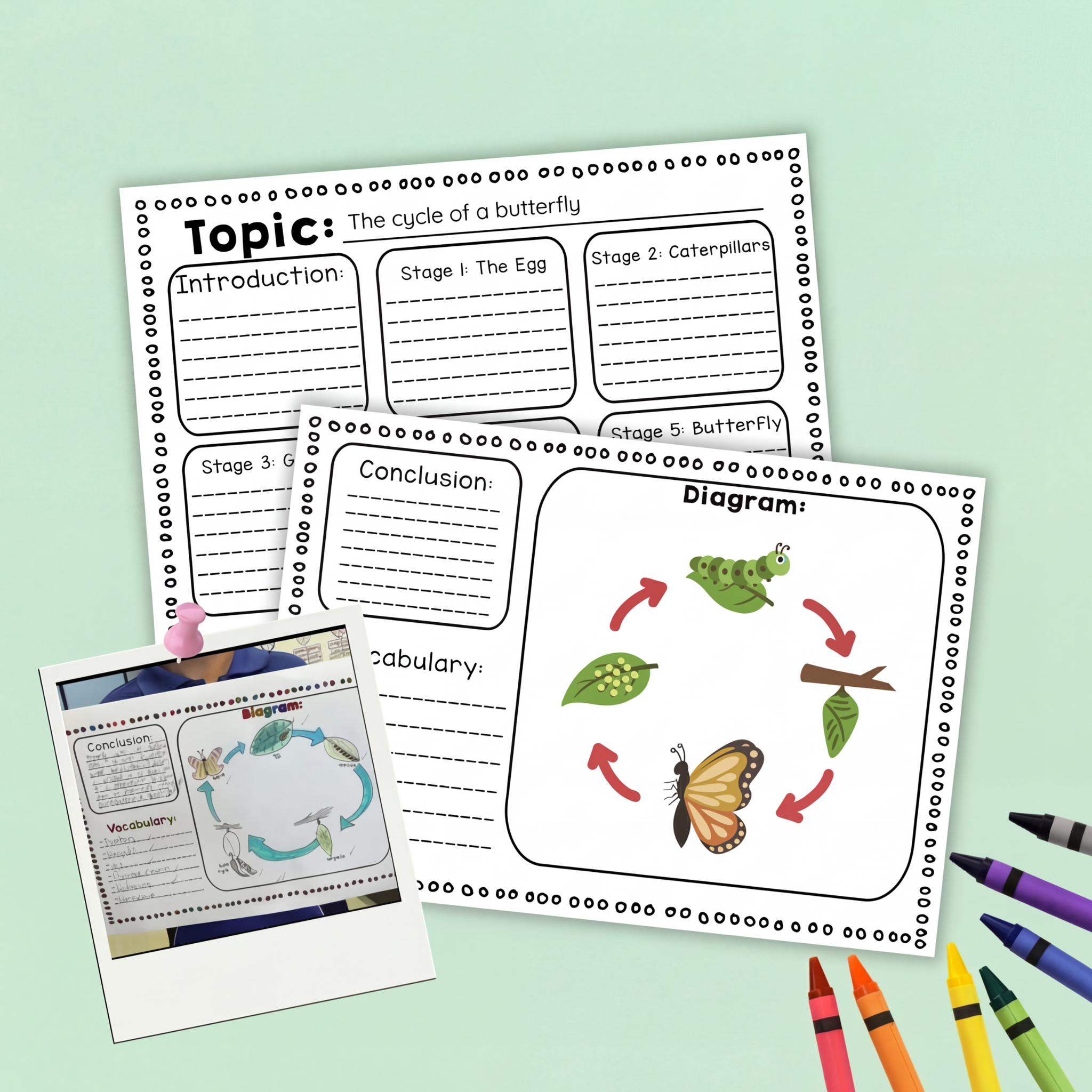 Completed versions of two butterfly life cycle worksheets. One sheet includes handwritten notes and coloured diagrams showing the stages of a butterfly’s life cycle, with a diagram in the center surrounded by arrows connecting a leaf, egg, caterpillar, chrysalis, and butterfly. Crayons and a photo of a student’s completed sheet are also visible in the frame.