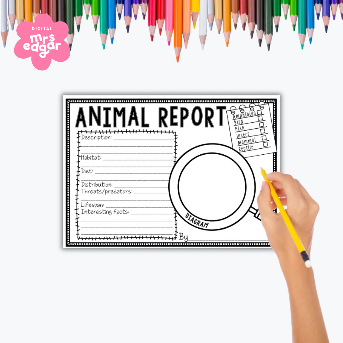Student animal report worksheet with a hand holding a pencil, ready to write. Coloured pencils line the top, adding a creative classroom feel.